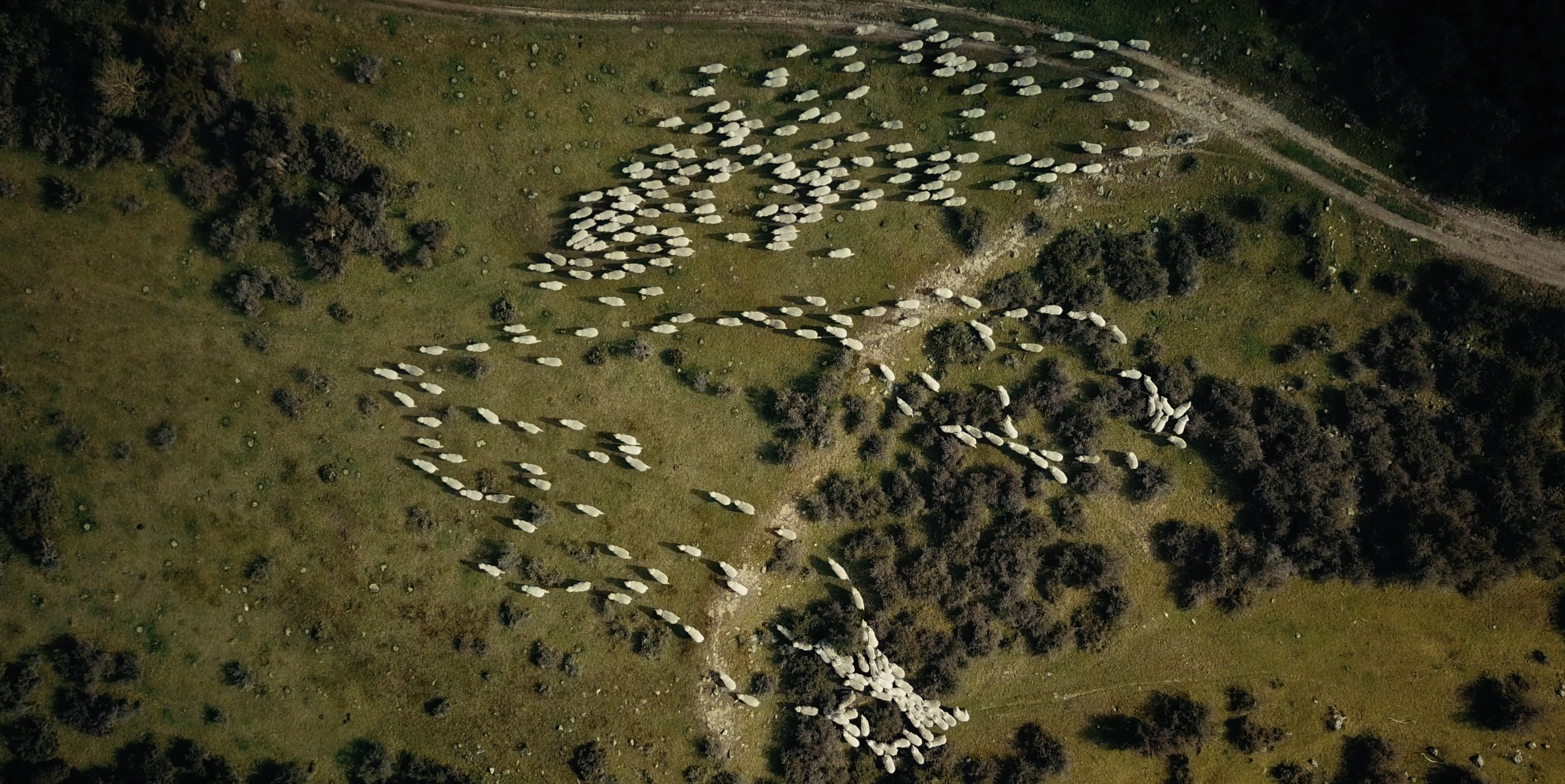Mountain Wool
